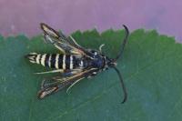 Bembecia ichneumoniformis