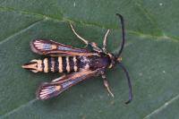 Bembecia albanensis