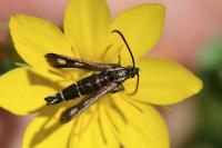 Chamaesphecia aerifrons