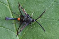 Synanthedon myopaeformis