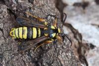 Sesia apiformis