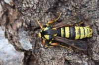 Sesia apiformis