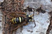 Sesia apiformis