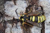 Sesia apiformis