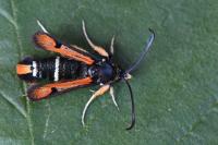 Pyropteron chrysidiforme
