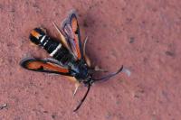 Pyropteron chrysidiforme
