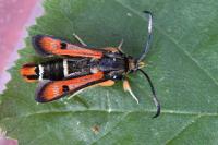 Pyropteron chrysidiforme