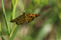 Pseudopanthera macularia