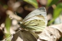 Pieris napi