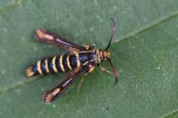 Bembecia albanensis