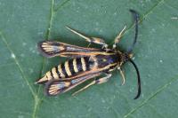 Bembecia albanensis