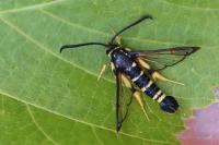 Synanthedon vespiformis