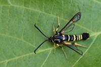 Synanthedon vespiformis