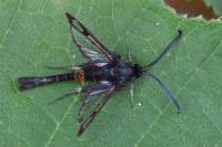 Synanthedon myopaeformis