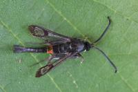 Synanthedon myopaeformis
