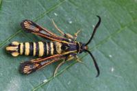 Bembecia iberica