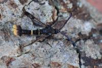 Synanthedon andrenaeformis