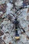 Synanthedon andrenaeformis