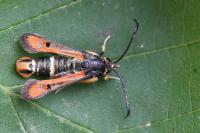 Pyropteron chrysidiforme
