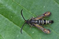 Bembecia ichneumoniformis