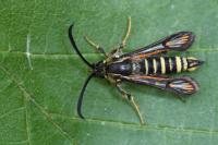 Bembecia ichneumoniformis