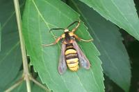 Sesia apiformis