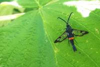 Synanthedon myopaeformis
