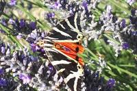 Euplagia quadripunctaria