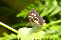 Limenitis reducta