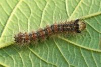 Lymantria dispar