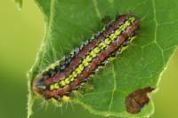 Aglaope infausta