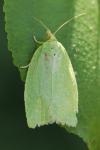 Tortrix viridana