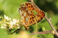 Issoria lathonia
