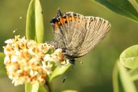 Satyrium pruni