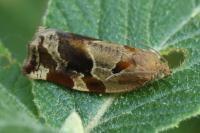 Archips xylosteana