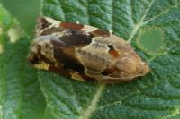Archips xylosteana