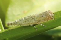Platytes cerussella