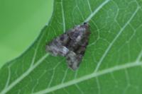 Oligia