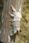Calliteara pudibunda