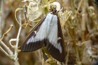 Cydalima perspectalis