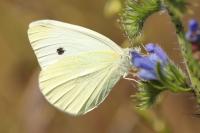 Pieris rapae