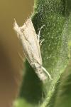 Platytes cerussella