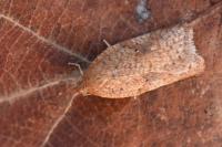 Acleris