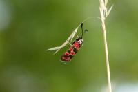 Zygaena carniolica