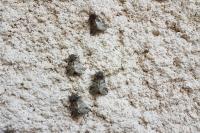 Thaumetopoea processionea