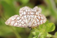 Chiasmia clathrata