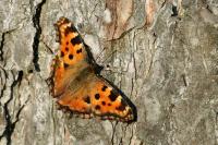 Nymphalis polychloros