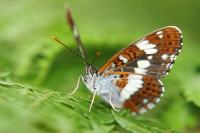 Limenitis camilla