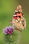 Vanessa cardui