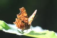 Polygonia c-album